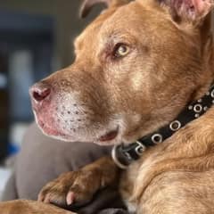 The Gray-Muzzled Dog Everyone Thought Was Ancient Had The Most Beautiful Secret