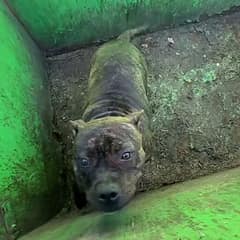 The Heartbreaking Cries From Inside A Missouri Dumpster Changed Everything