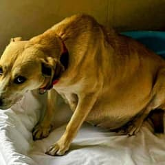 Mama Dog Hours Away From Death Delivers Miracle That Saves 10 Hearts