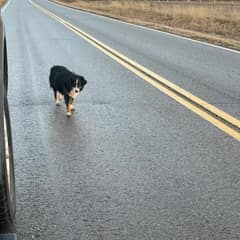Lost Mama Dog Gives Birth Hours After Midnight Rescue In Oklahoma
