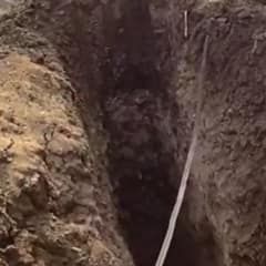 Tiny Senior Chihuahua Falls Ten Feet Into Hidden Pit—Then Shows Everyone What True Courage Looks Like