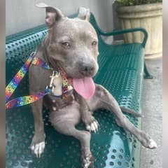 The Beach Dog Who Almost Ran Out of Time—Until Love Found Her
