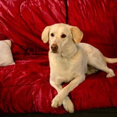 California Rescue Dog Waited Nearly 1,500 Days For Someone To See Past His Pain