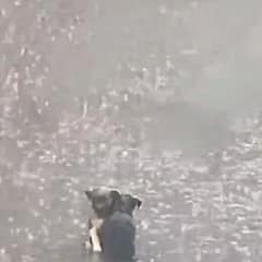 Two Tiny Puppies Were Huddled In The Rain Until One Kind Stranger Changed Everything