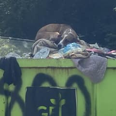 From Dumpster To Paradise: Sydney’s Journey From Heartbreak To Hope