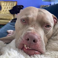 The Rescue Dog Who Held Toys Just To Breathe