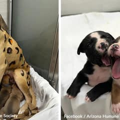 Mother Dog Painted Like a Wild Animal Fights for Her Babies in 133-Degree Heat