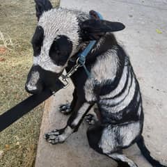 Dante Was Painted Like A Skeleton And Left On The Street — Then Rescuers Saw The Sweet Dog Underneath