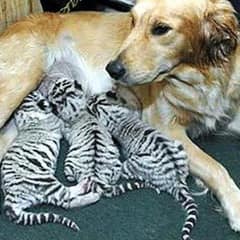 Isabella The Golden Retriever Took In Three Newborn Tiger Cubs After Their Mother Stopped Caring For Them