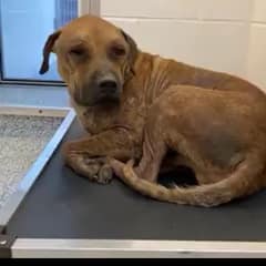 Chapo Spent Four Years Chained and Forgotten Before One Foster Home Helped Him Believe Again