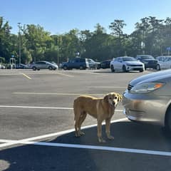 The Senior Lab Kept Running From Help Until One Woman Refused To Stop Loving Her