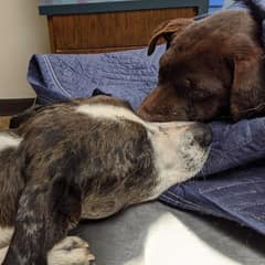 They Thought Josey Was Hit By A Car, But The Truth Hidden In Her Head Was Far More Heartbreaking