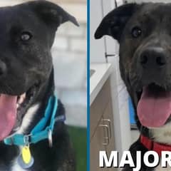 After 372 Lonely Days, This Sweet Pup Finally Found His Forever Human in the Most Beautiful Way