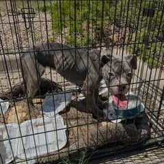 Left in a Crate, Then Moved by Fire, Gertrude Still Found Her Way to Love