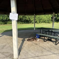 At 17, Max Waited Tied To A Park Table With A Note No Dog Should Ever Need