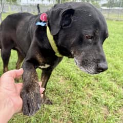 Six Years After His Adoption, Rigsby Was Found Alone With Only His Old Tags