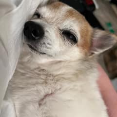 Left On The Streets, This Senior Dog Found The One Person Who Understood His Fear