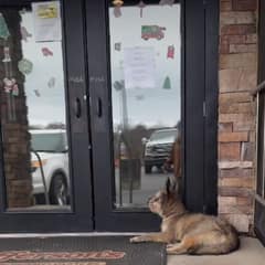 At a Georgia Diner Door, a Trembling Little Dog Waited for One Kind Heart