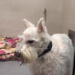The Morning After His Heart Broke, A Senior Dog Found Someone Waiting For Him