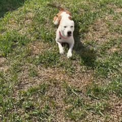 Ziggy Stopped Shaking Long Enough To Learn What Love Feels Like