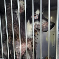 Whiskey Waited In Pain Until Love Helped This Husky Shine Again