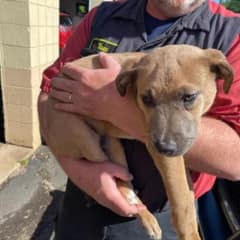 The Backpack In The Dumpster Moved, And A Tiny Puppy Named Midas Was Waiting Inside