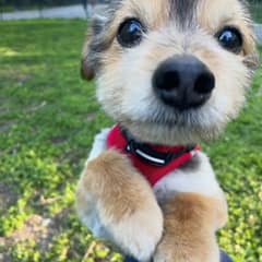 This Sweet Rescue Dog Fools Everyone About His Real Age – Until They Learn His Incredible Journey