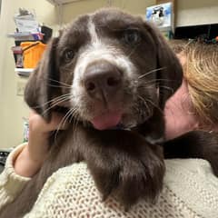 Scarred Little Quill Found Hope In The Shelter’s Tiniest Survivor