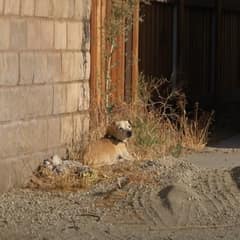 Three Years Alone: How One Tiny Desert Survivor Finally Found His Way Home