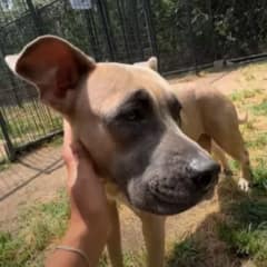 The Heartbreaking Collar That Changed Everything For One Forgotten Mama Dog