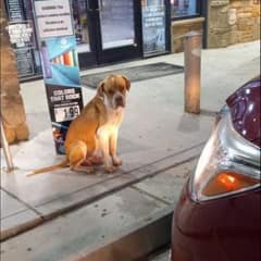 The Lonely Pit Bull Who Waited Nearly a Year for Someone to See His Beautiful Heart