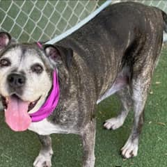 Senior Boxer Mix Loses Everything at 13, Then Love Travels 12 Hours to Find Her