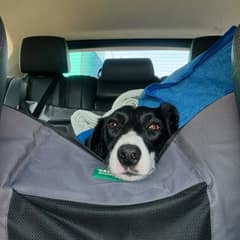 The Pregnant Dog Nobody Wanted Found An Angel Who Couldn’t Walk Away