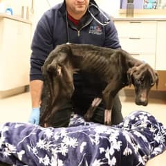 Starving Street Dog’s Gentle Heart Melts Rescuers Who Refuse to Give Up