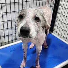 From Dying in a Ditch to Magnificent Miracle: Willow’s Breathtaking Journey Will Leave You in Tears