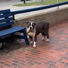 The Gentle Giant Who Waited on a Park Bench for Someone to See His Heart