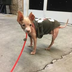 The Hairless Little Girl Who Waited For Someone To See Her Beauty
