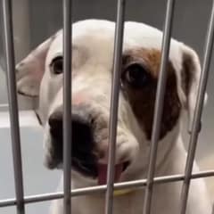 Sweet Olive’s Journey From Heartbreak to Hope Will Touch Your Soul