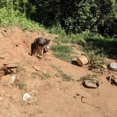 After Four Years Chained in Dirt, This Husky Finally Discovered What Love Feels Like