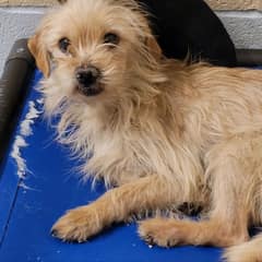 Ten Tiny Pounds of Fear, and the Last-Minute Rescue That Changed Overcrowded’s Life Forever