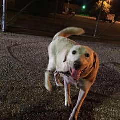 Left At The Gate, Then Carried Into Love: Jennel’s Beautiful Texas Rescue Story