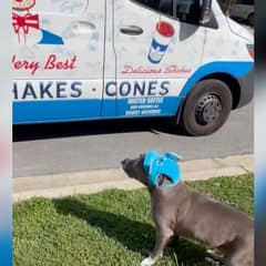 The Old Dog Who Heard the Ice Cream Song and Chose Life Again