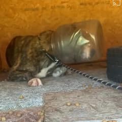 For Nine Days, Jughead Wandered Florida With a Plastic Jug Trapped Over His Head Until Rescuers Reached Him