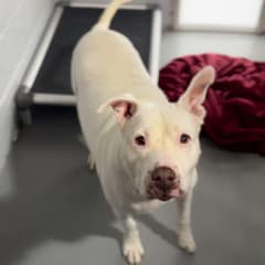 After 650 Days of Waiting, Chiquitita Is Searching Again for the Home That Will Truly Keep Her