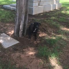 After 7 Long Years, A Senior Shelter Dog Finally Walked Out Beside The Man She Trusted Most