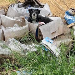 He Slept In A Cardboard Box And Watched Every Car, Still Hoping His Family Would Come Back