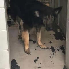 Rocky’s Sad Eyes Said Everything, But One Shelter Refused To Let His Story End There