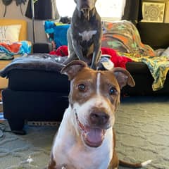 Reese’s Broken Heart Began To Heal When One Happy Shelter Puppy Walked In