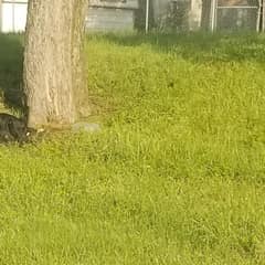 She Waited In The Texas Woods For Two Long Months, Still Hoping Her Family Would Come Back