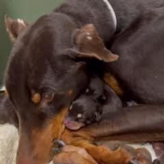 Mercy in the Rain: The Mother Dog Who Gave Everything She Had for Her Babies